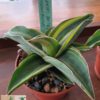 Sansevieria sp. ('blue leaf') variegata – Bild 9
