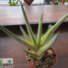 Sansevieria ballyi 'STAR' variegata