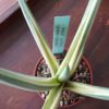 Sansevieria ballyi 'STAR' variegata – Bild 4