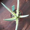 Sansevieria ballyi 'STAR' variegata – Bild 2