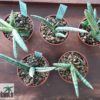 Sansevieria cylindrica 'Boncel' variegata – Bild 3