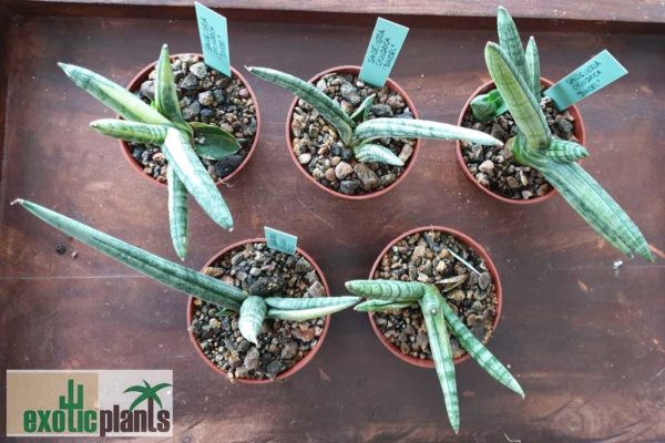 Sansevieria cylindrica 'Boncel' variegata – Bild 3