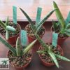 Sansevieria cylindrica 'Boncel' variegata – Bild 2