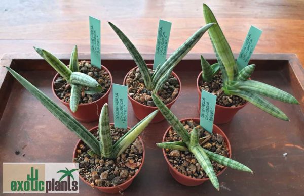 Sansevieria cylindrica 'Boncel' variegata – Bild 2