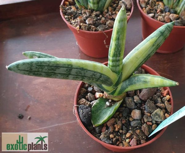 Sansevieria cylindrica 'Boncel' variegata