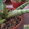 Sansevieria cylindrica 'Boncel' variegata – Bild 4