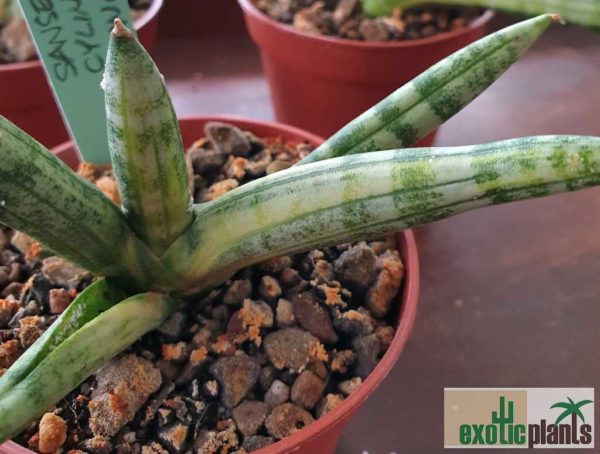 Sansevieria cylindrica 'Boncel' variegata – Bild 4
