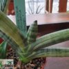 Sansevieria cylindrica 'Boncel' variegata – Bild 5