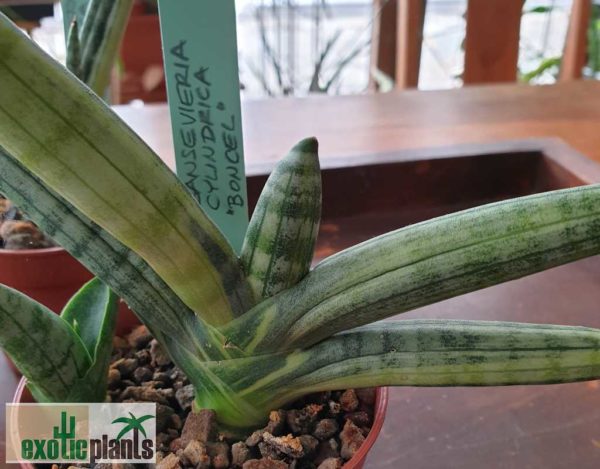 Sansevieria cylindrica 'Boncel' variegata – Bild 5