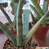 Sansevieria cylindrica 'Boncel' variegata – Bild 6