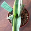 Sansevieria robusta FAT