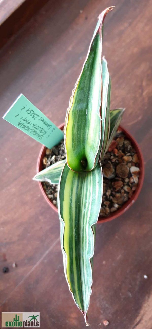 Sansevieria robusta FAT