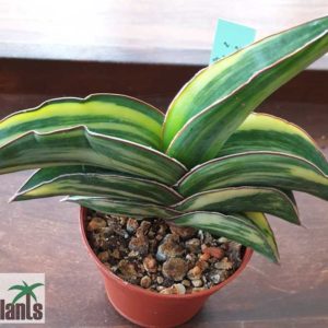 Sansevieria robusta FAT