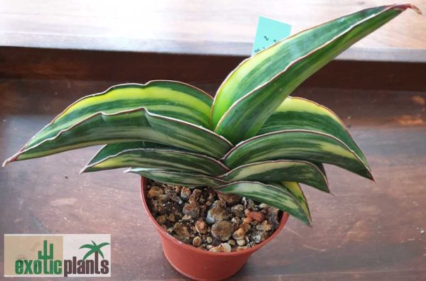 Sansevieria robusta FAT