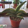 Sansevieria ehrenbergii ('robusta FAT') variegata – Bild 2