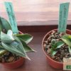 Sansevieria samurai Dwarf