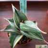 Sansevieria disticha variegata (syn. Sansevieria ehrenbergii 'Samurai Dwarf'; Lavranos 23154; S. ehrenbergii 'Warshiik') – Bild 2