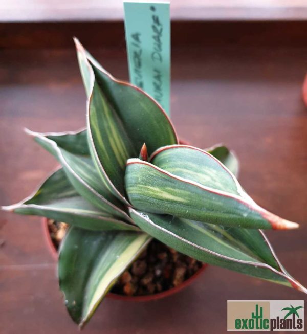 Sansevieria disticha variegata (syn. Sansevieria ehrenbergii 'Samurai Dwarf'; Lavranos 23154; S. ehrenbergii 'Warshiik') – Bild 2