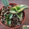 Sansevieria samurai Dwarf