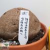 Stephania pierrei/erecta