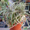 Dyckia fosteriana