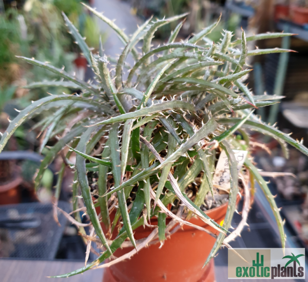 Dyckia fosteriana