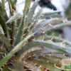 Dyckia fosteriana – Bild 2