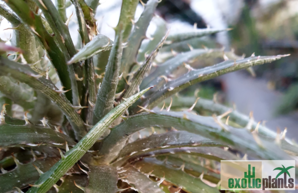 Dyckia fosteriana – Bild 2