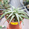Dyckia brevifolia