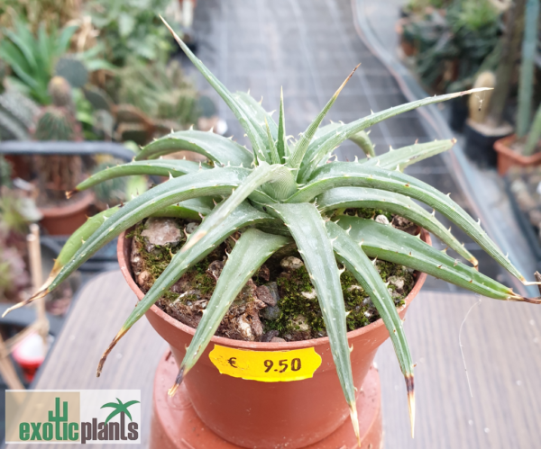 Dyckia brevifolia