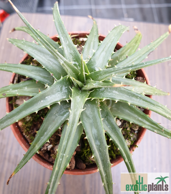 Dyckia brevifolia – Bild 3