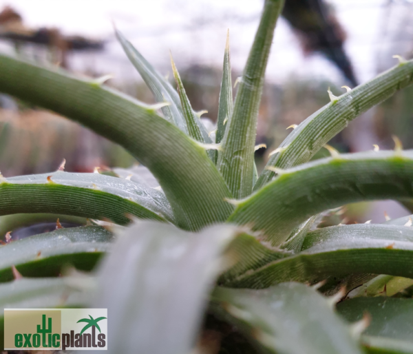 Dyckia brevifolia – Bild 2