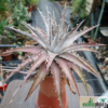 Dyckia "cat fight" x self