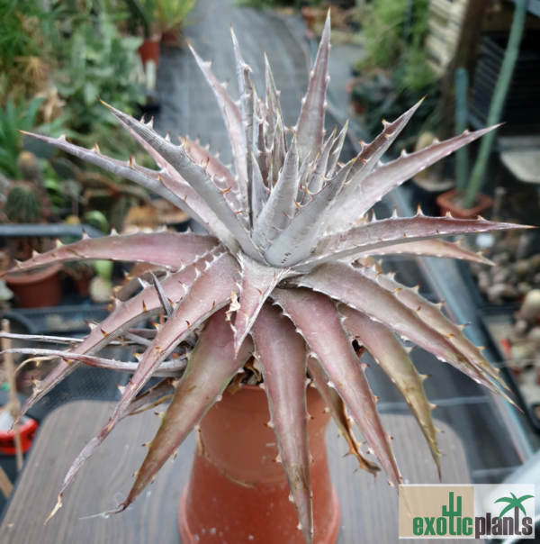 Dyckia 