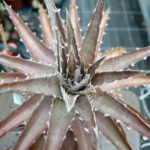 Dyckia "cat fight" x self – Bild 2