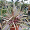 Dyckia Hybride "Constantino"
