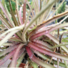 Dyckia Hybride "Constantino" – Bild 2