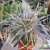 Dyckia fosteriana x Dyckia sp. Campo Alegre