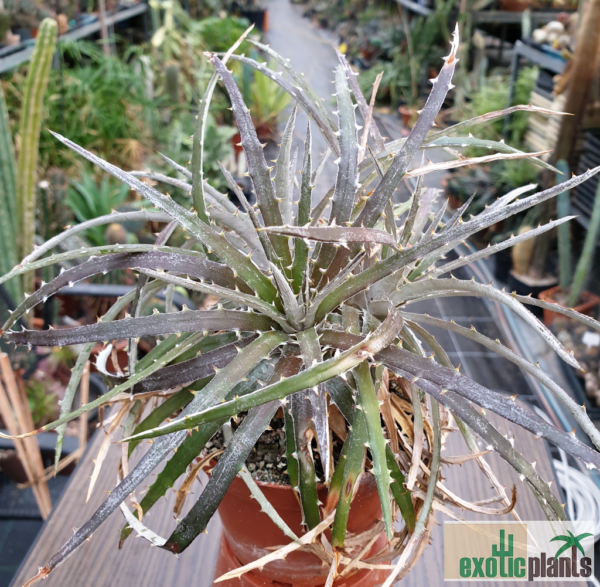 Dyckia fosteriana x Dyckia sp. Campo Alegre