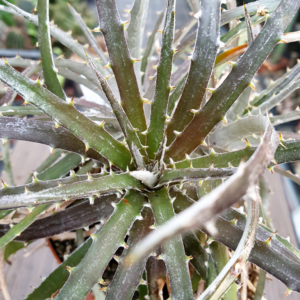 - Dyckia