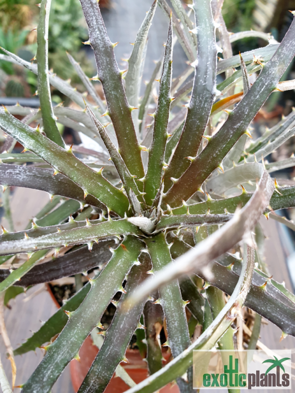 Dyckia fosteriana x Dyckia sp. Campo Alegre – Bild 2