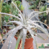 Dyckia sp.