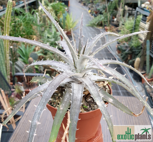 Dyckia sp.