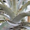 Dyckia sp. – Bild 2