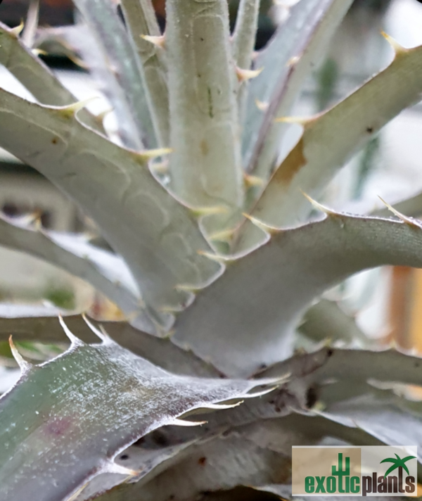 Dyckia sp. – Bild 2