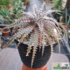 Dyckia sp.