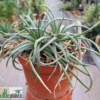 Dyckia choristaminea