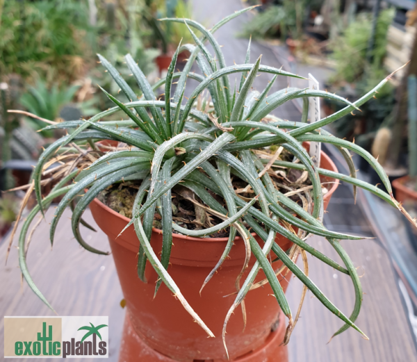 Dyckia choristaminea