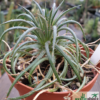 Dyckia choristaminea – Bild 2