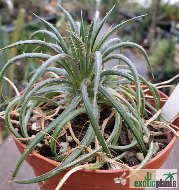 Dyckia choristaminea – Bild 2